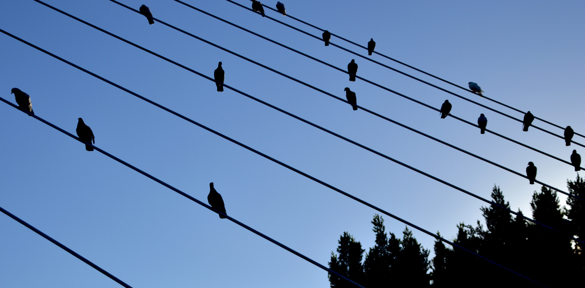 Sigma 28-300mm F3.5-6.3 DG Macro sample photo. Pigeons photography