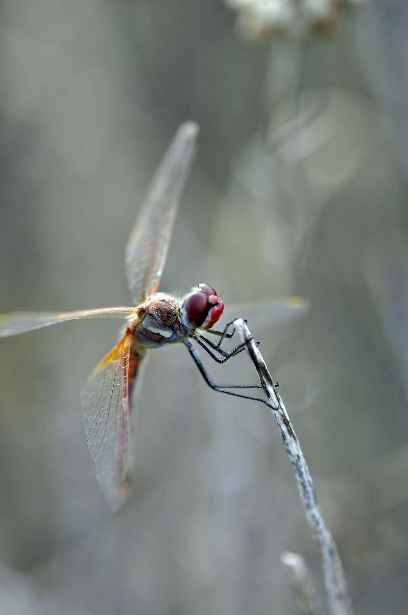 Nikon D5000 sample photo. Red dragonfly photography