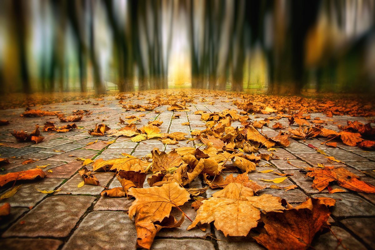 Sony SLT-A77 sample photo. Autumn photography