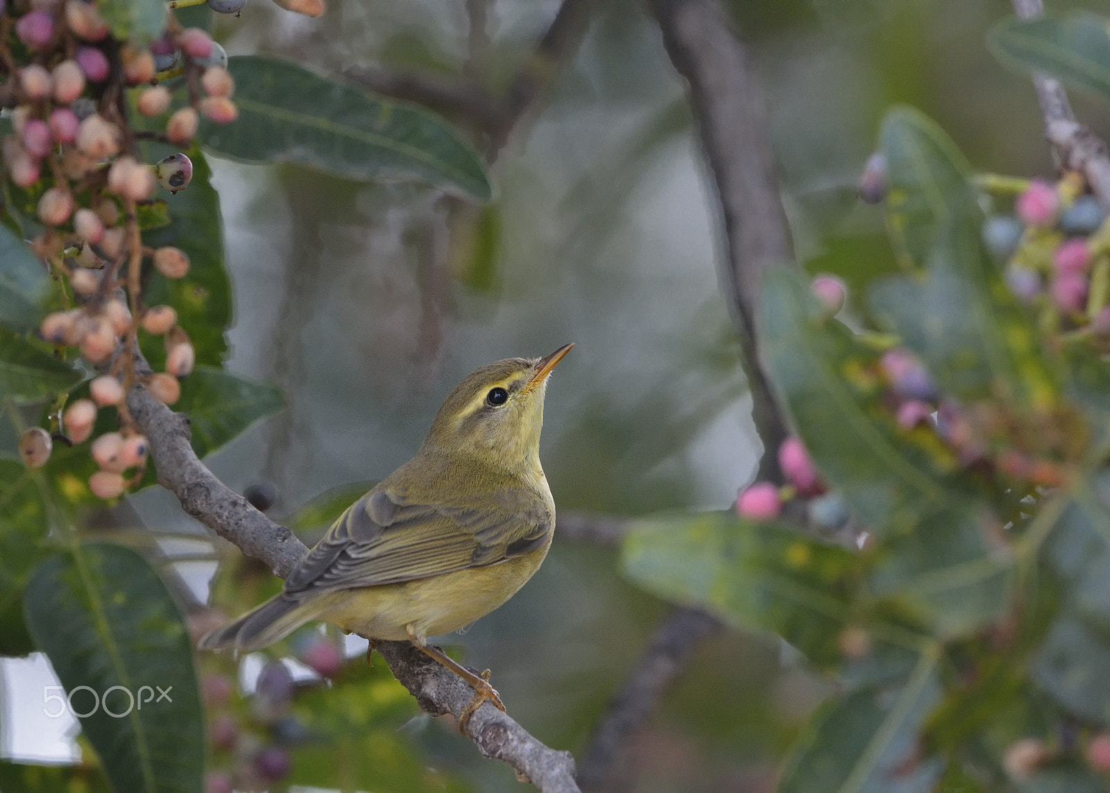 Nikon D7100 + Nikon AF-S Nikkor 500mm F4G ED VR sample photo. Willow warbler photography