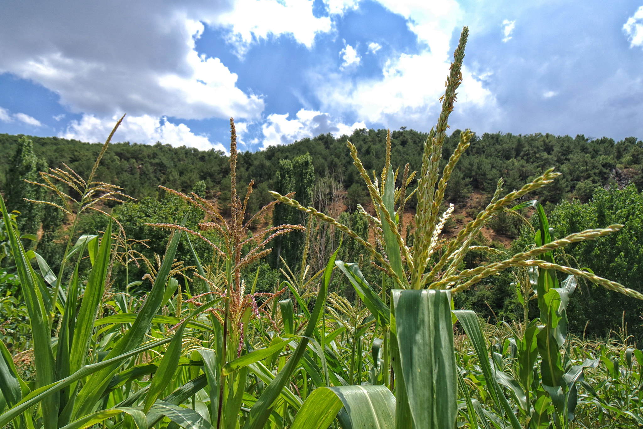 Samsung NX mini sample photo. Village,field and clouds photography