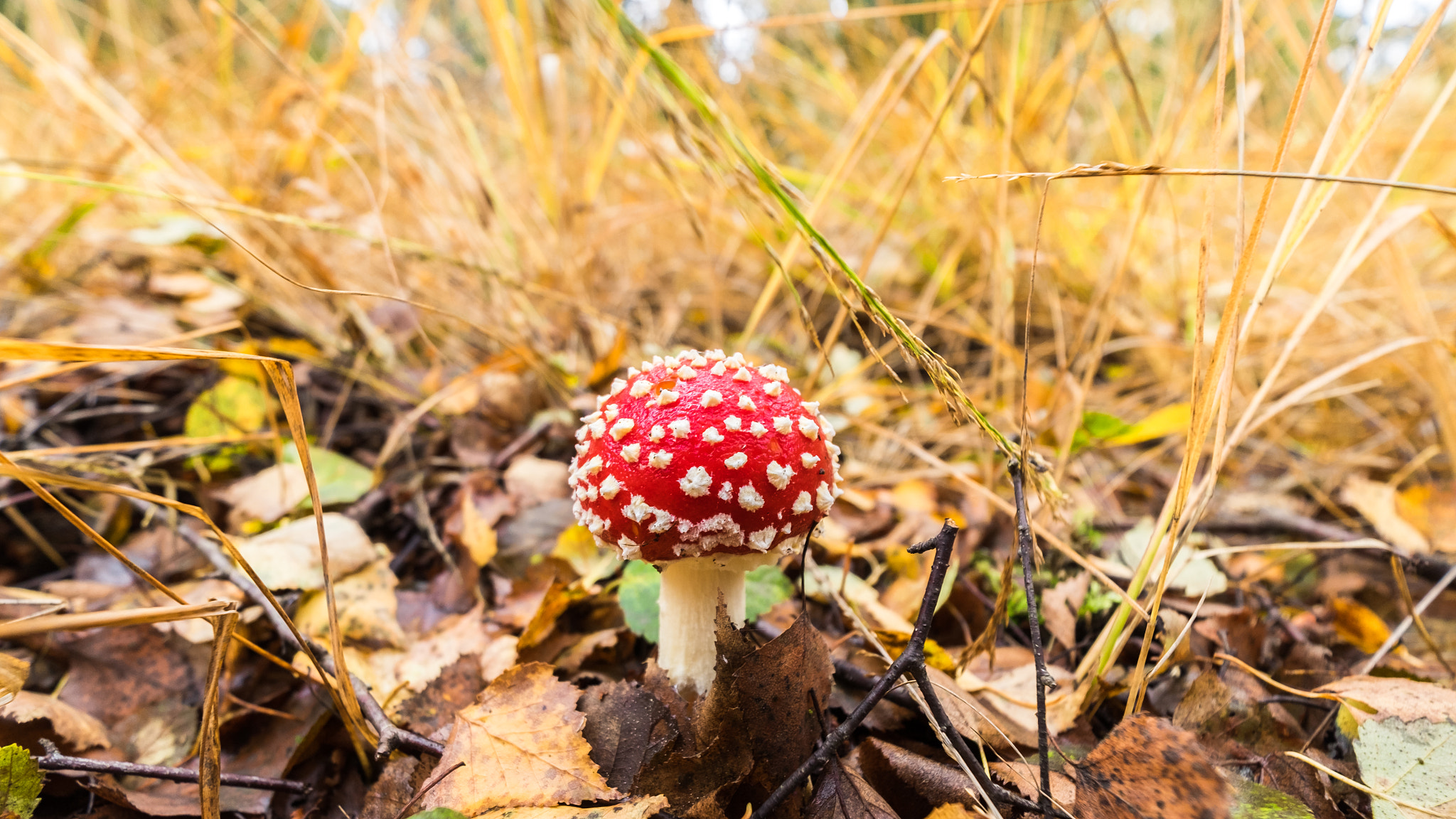 Fujifilm X-T10 + Fujifilm XF 10-24mm F4 R OIS sample photo. Red contrast photography
