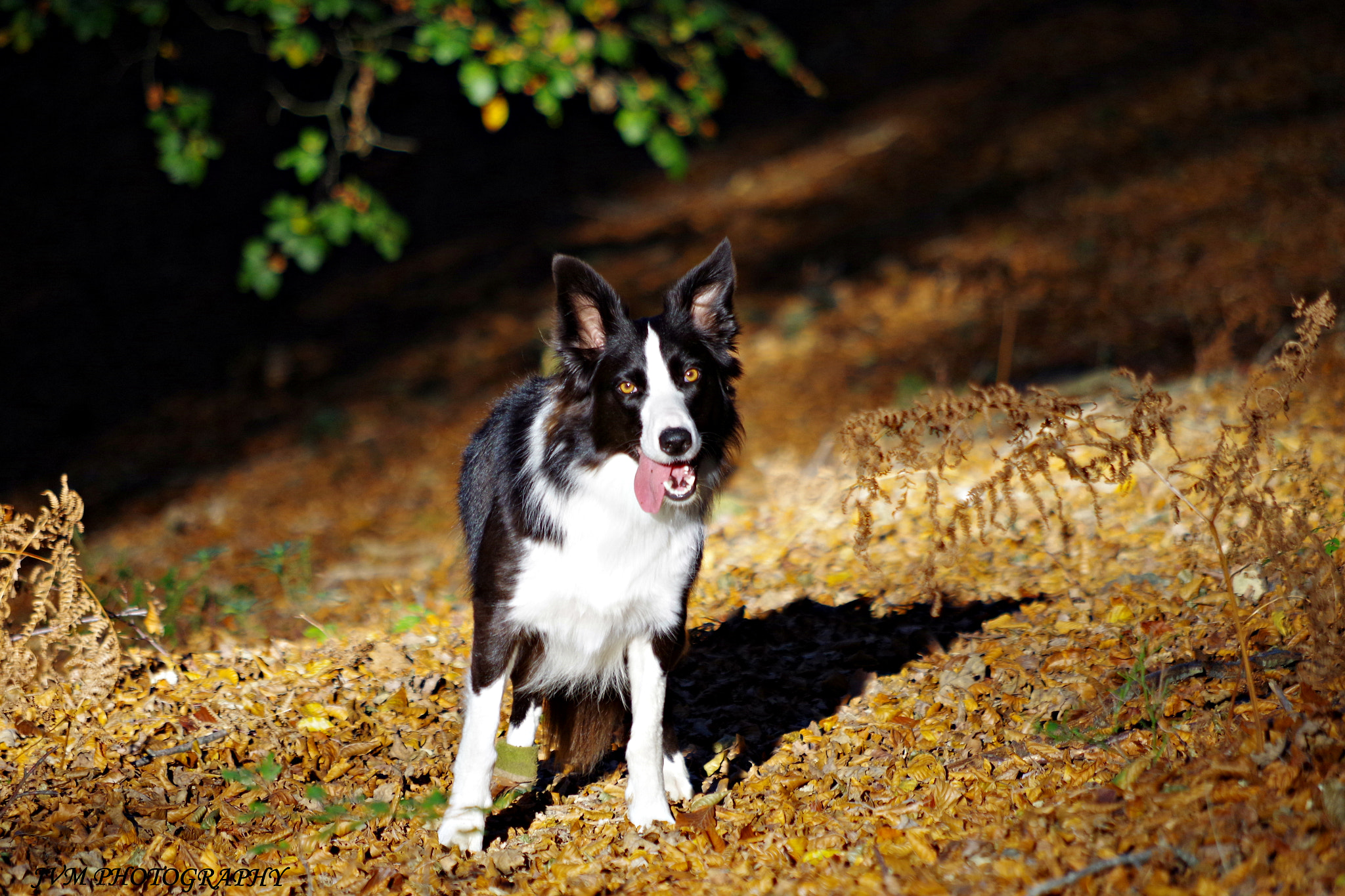 Pentax K-S2 + smc Pentax-DA L 50-200mm F4-5.6 ED WR sample photo. Adi, border collie photography