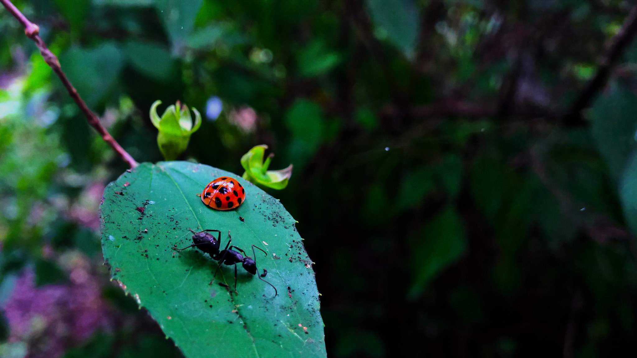 Nokia Lumia 1520 sample photo. Red&black photography