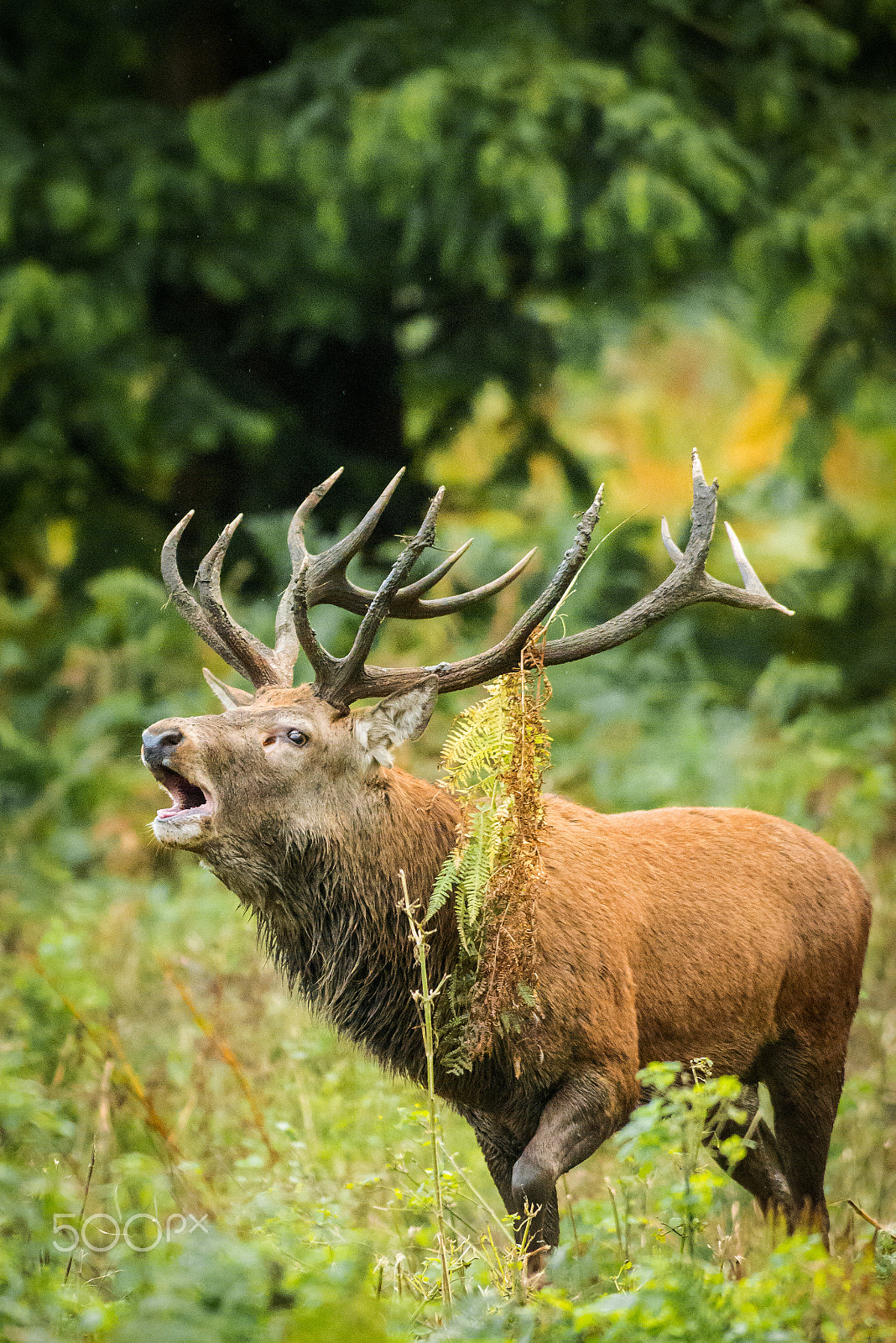 Nikon AF-S Nikkor 300mm F2.8G ED VR II sample photo. Red deer stag bellow photography