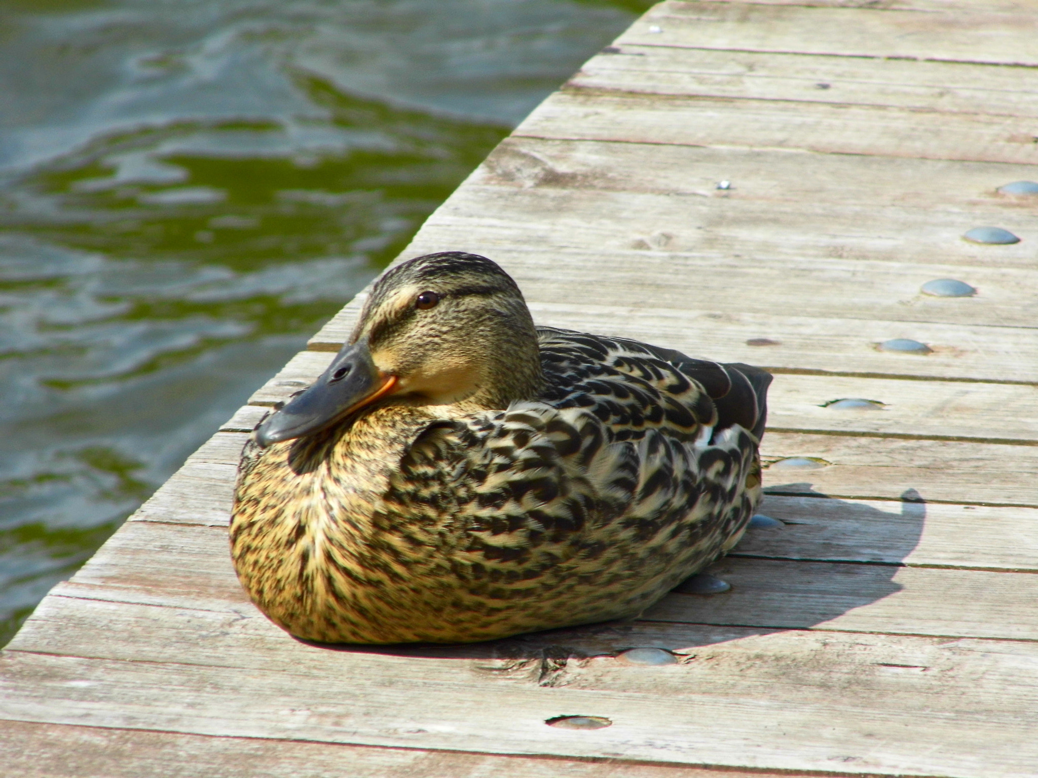 Panasonic Lumix DMC-LZ20 sample photo. Very nice duck photography