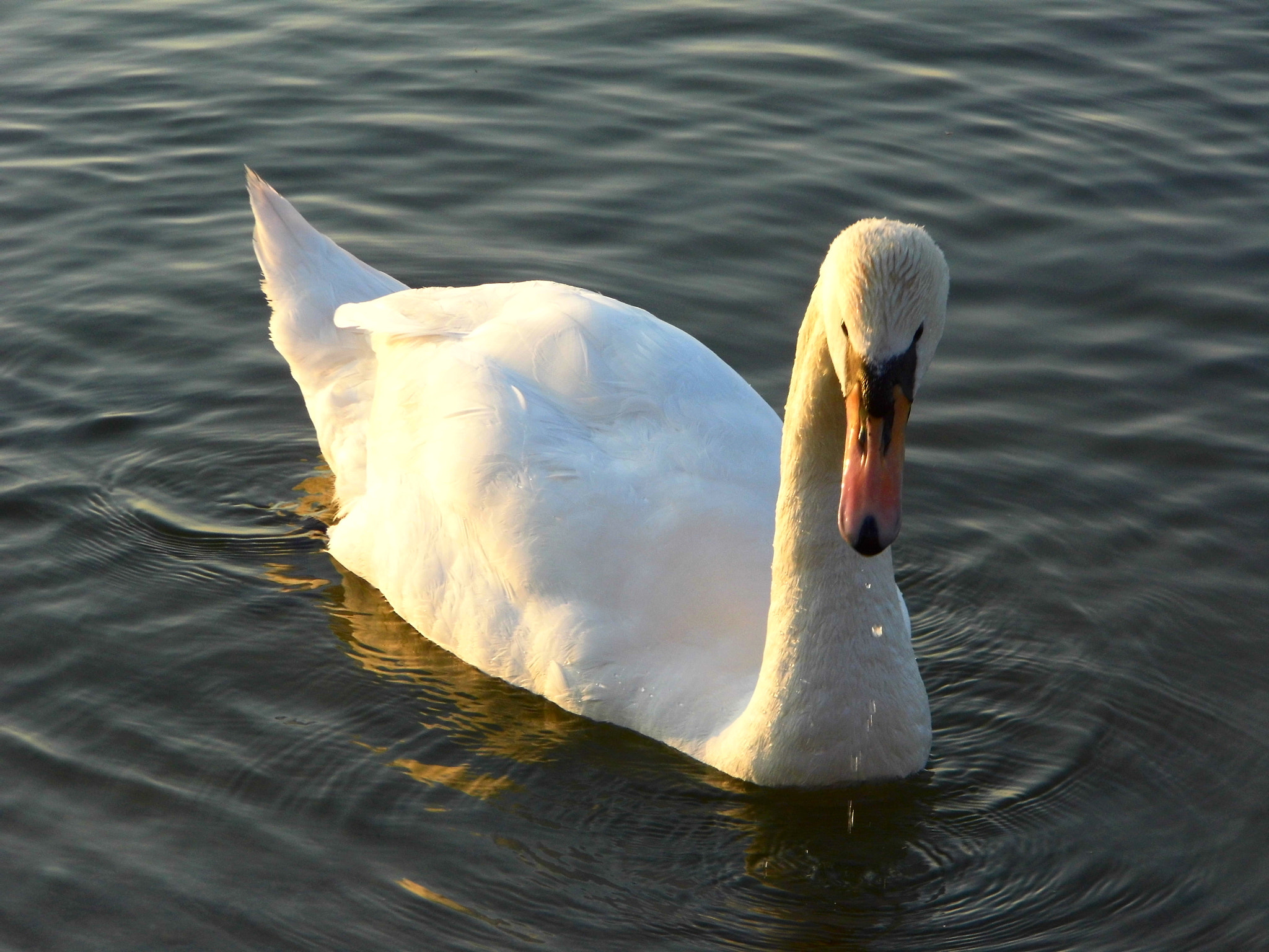 Panasonic Lumix DMC-LZ20 sample photo. Swan awaiting for treat photography