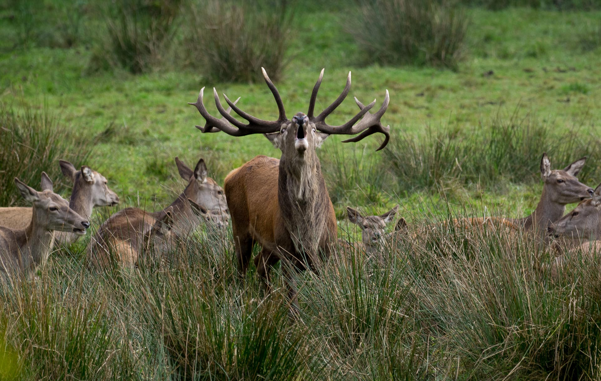 Olympus OM-D E-M1 sample photo. Wildpark ekholt photography