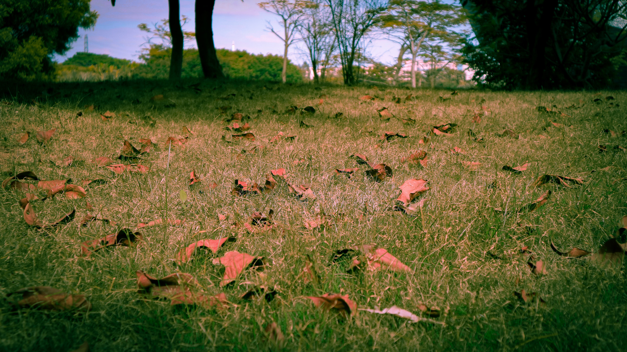 Canon EOS M3 + Canon EF-M 15-45mm F3.5-6.3 IS STM sample photo. Autumn leaves photography