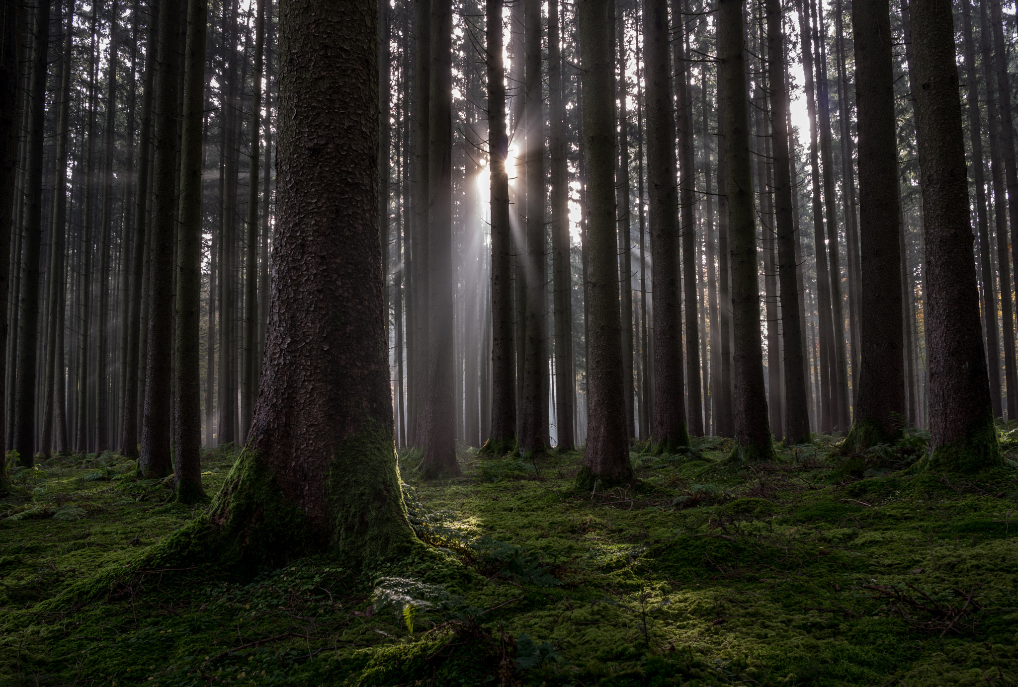 Pentax K-3 II sample photo. A morning in the forest photography