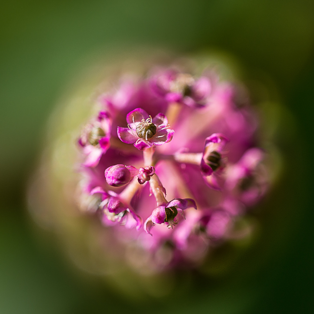 Sigma 150mm F2.8 EX DG OS Macro HSM sample photo. Fleur sauvage photography