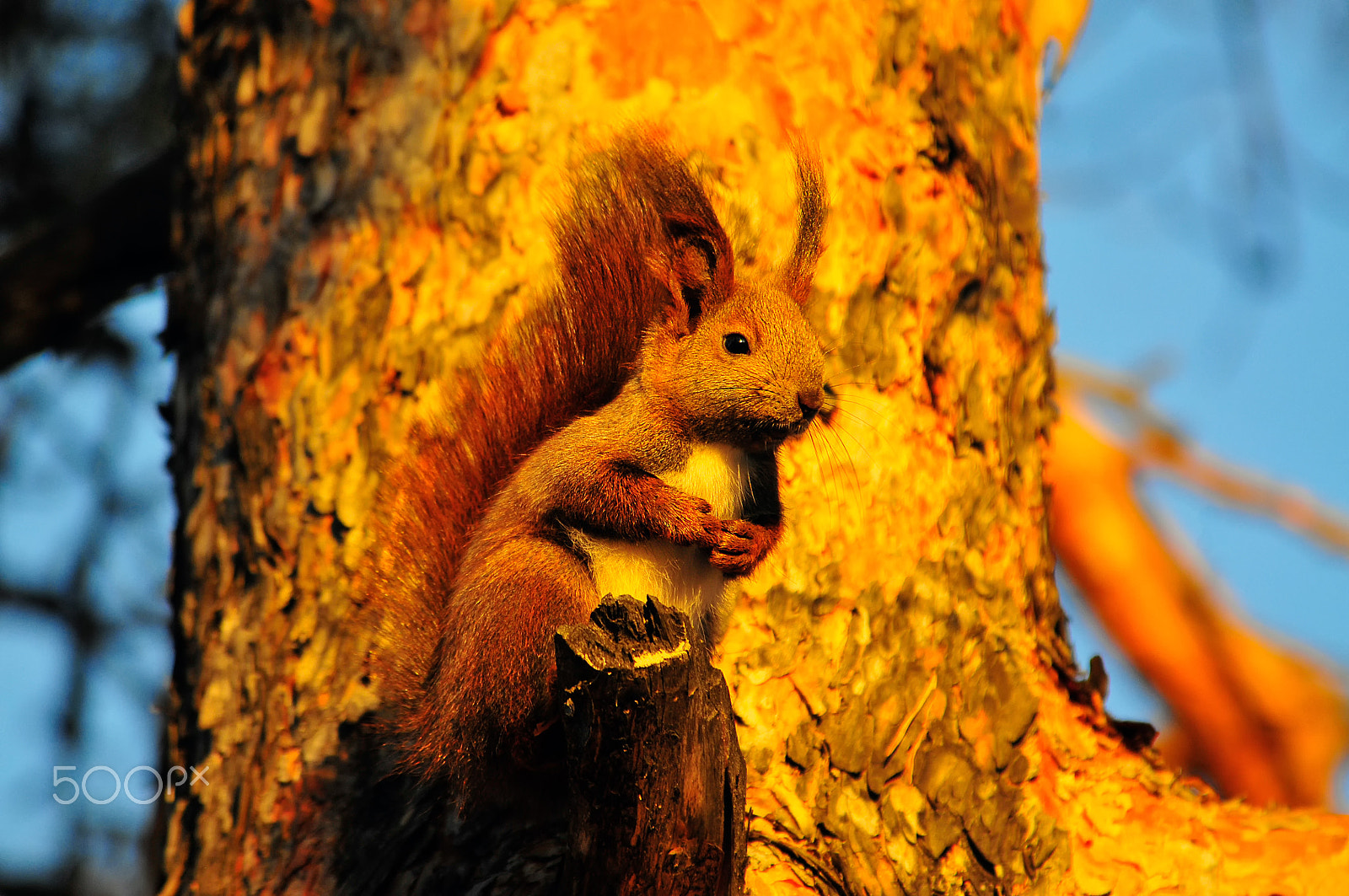 Nikon D300 + Nikon AF Nikkor 80-400mm F4.5-5.6D ED VR sample photo. Cute red squirrel on the tree in autumn photography