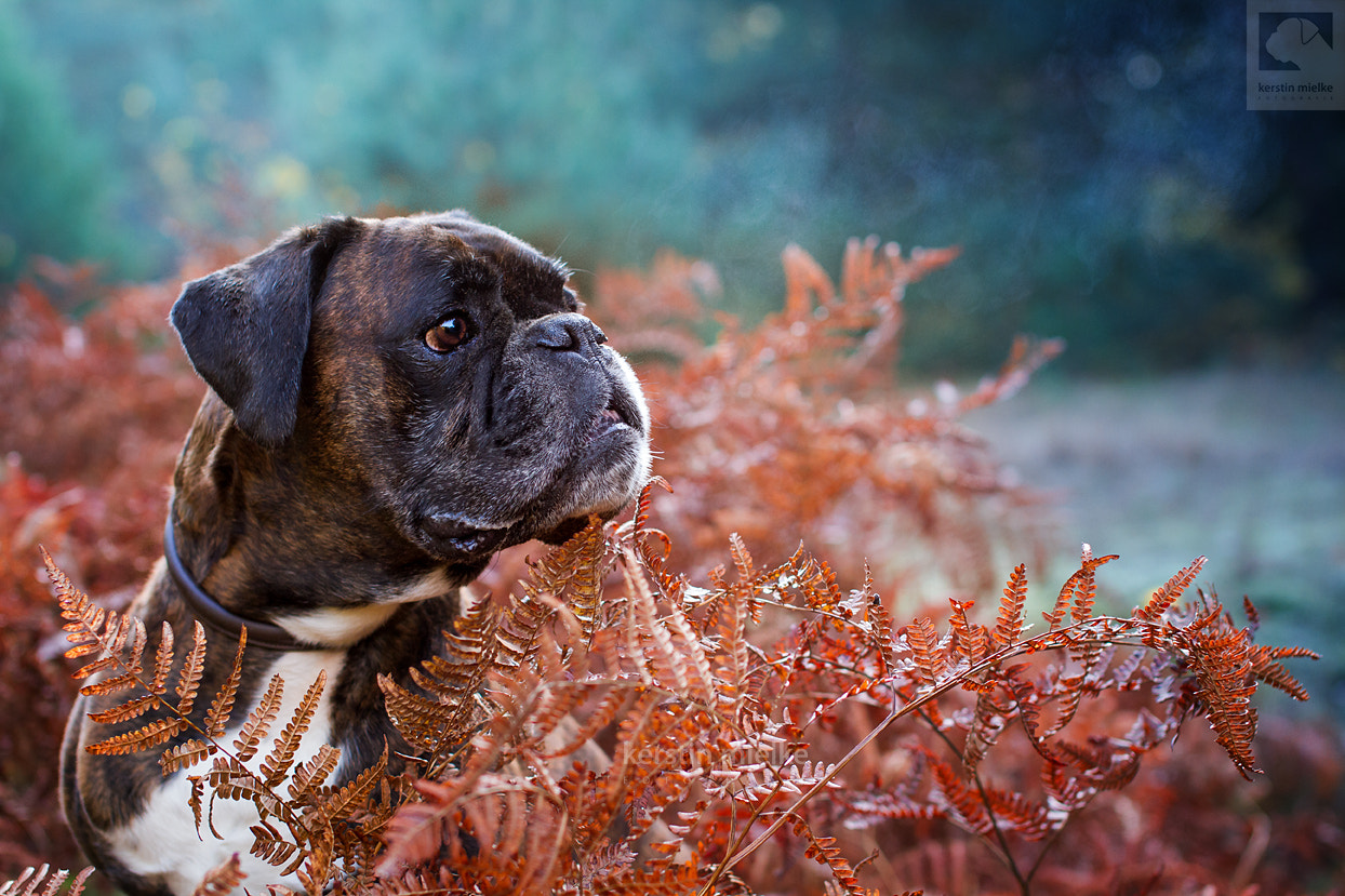 Sigma 50mm F1.4 EX DG HSM sample photo. Warmth in the cold photography