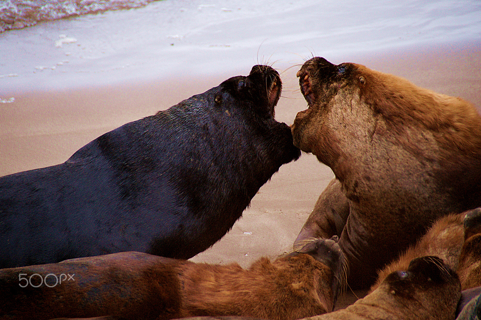 Sony DT 18-250mm F3.5-6.3 sample photo. Leones marinos photography
