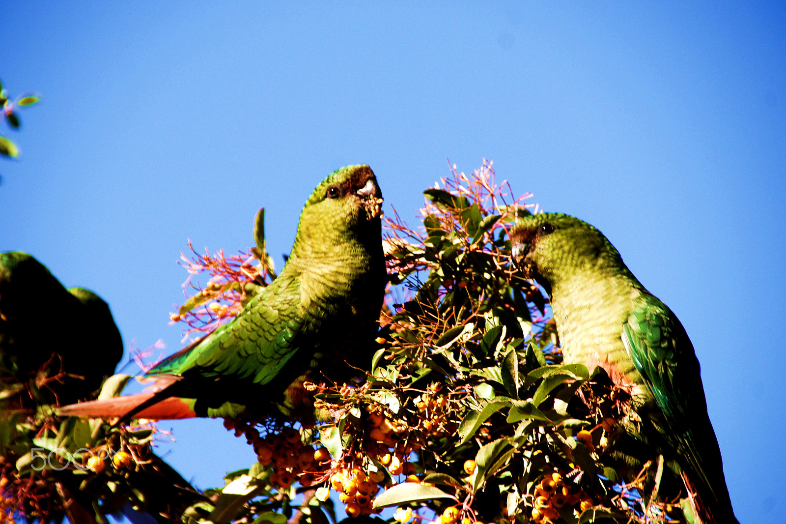 Sony DT 18-250mm F3.5-6.3 sample photo. Loros photography