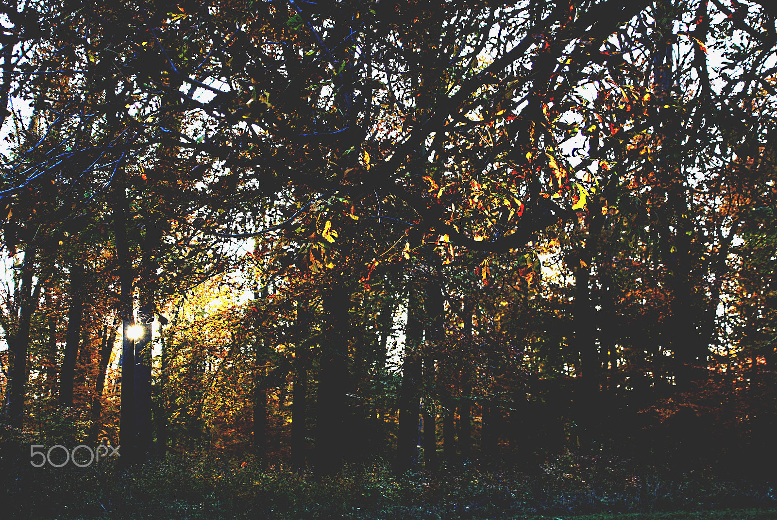 Nikon D80 sample photo. The last autumn sunlight, farkasgyepű, hungary photography