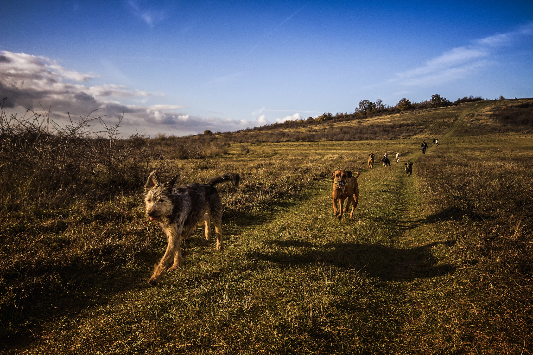 Canon EOS 700D (EOS Rebel T5i / EOS Kiss X7i) + Sigma 10-20mm F4-5.6 EX DC HSM sample photo. Dogs run photography