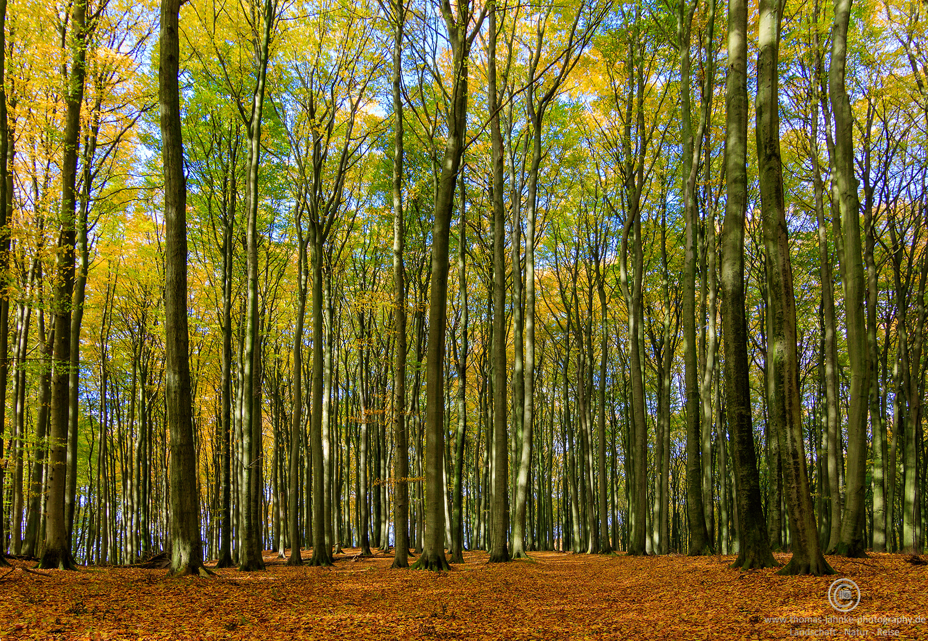 Canon EOS 760D (EOS Rebel T6s / EOS 8000D) sample photo. Forest on the island of rügen photography