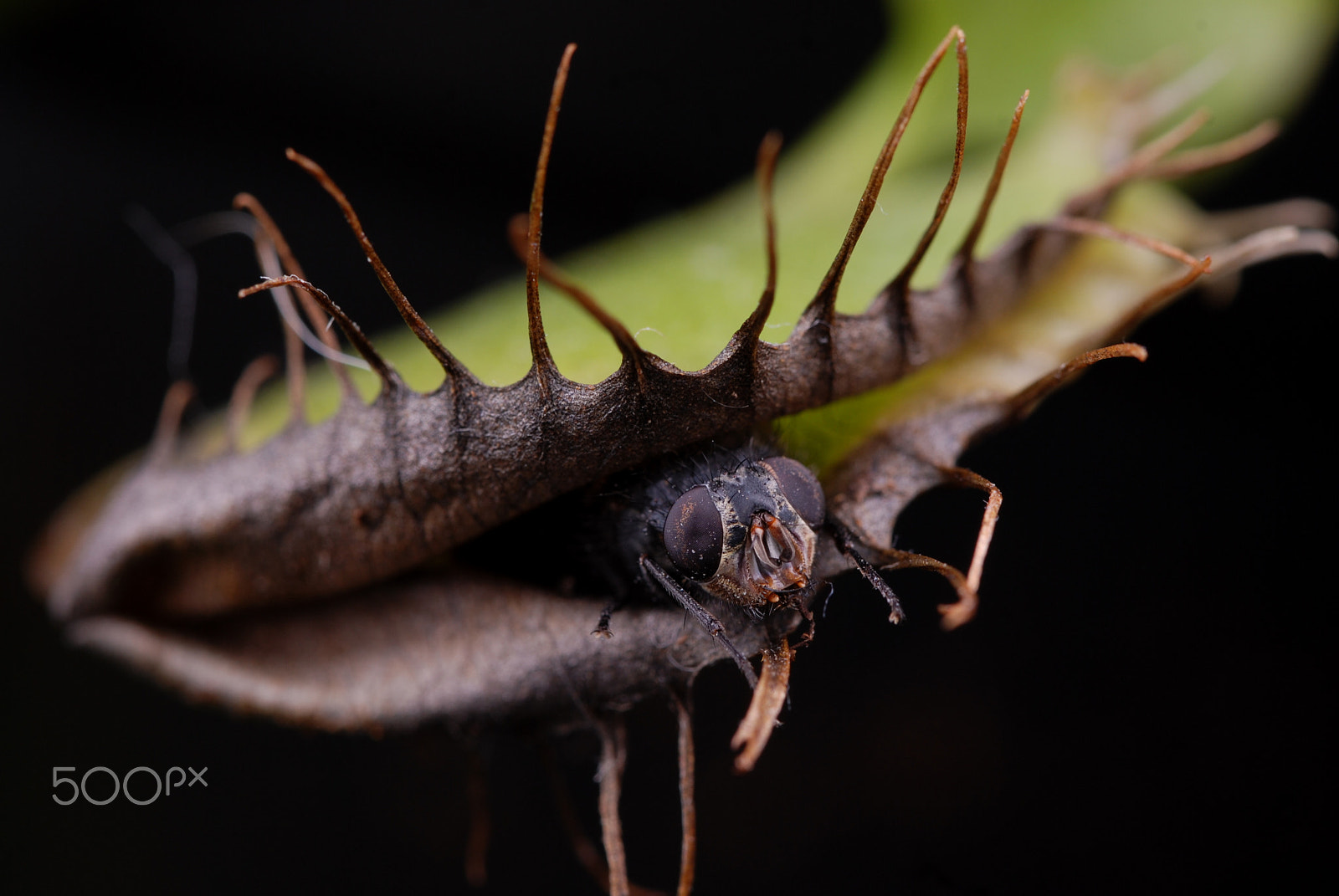 Nikon D80 sample photo. Deathly embrace photography