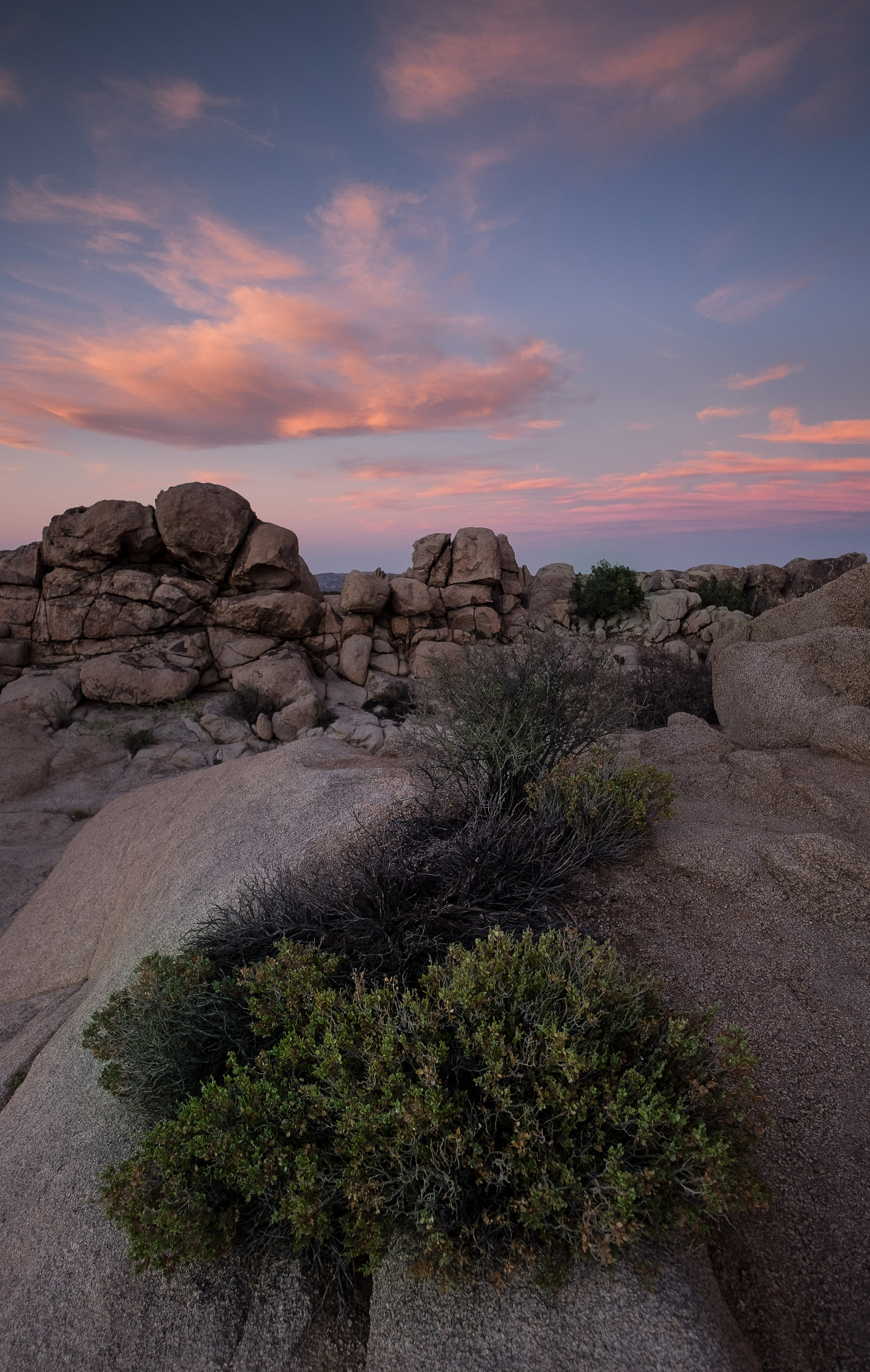 ZEISS Touit 12mm F2.8 sample photo. Joshua tree photography