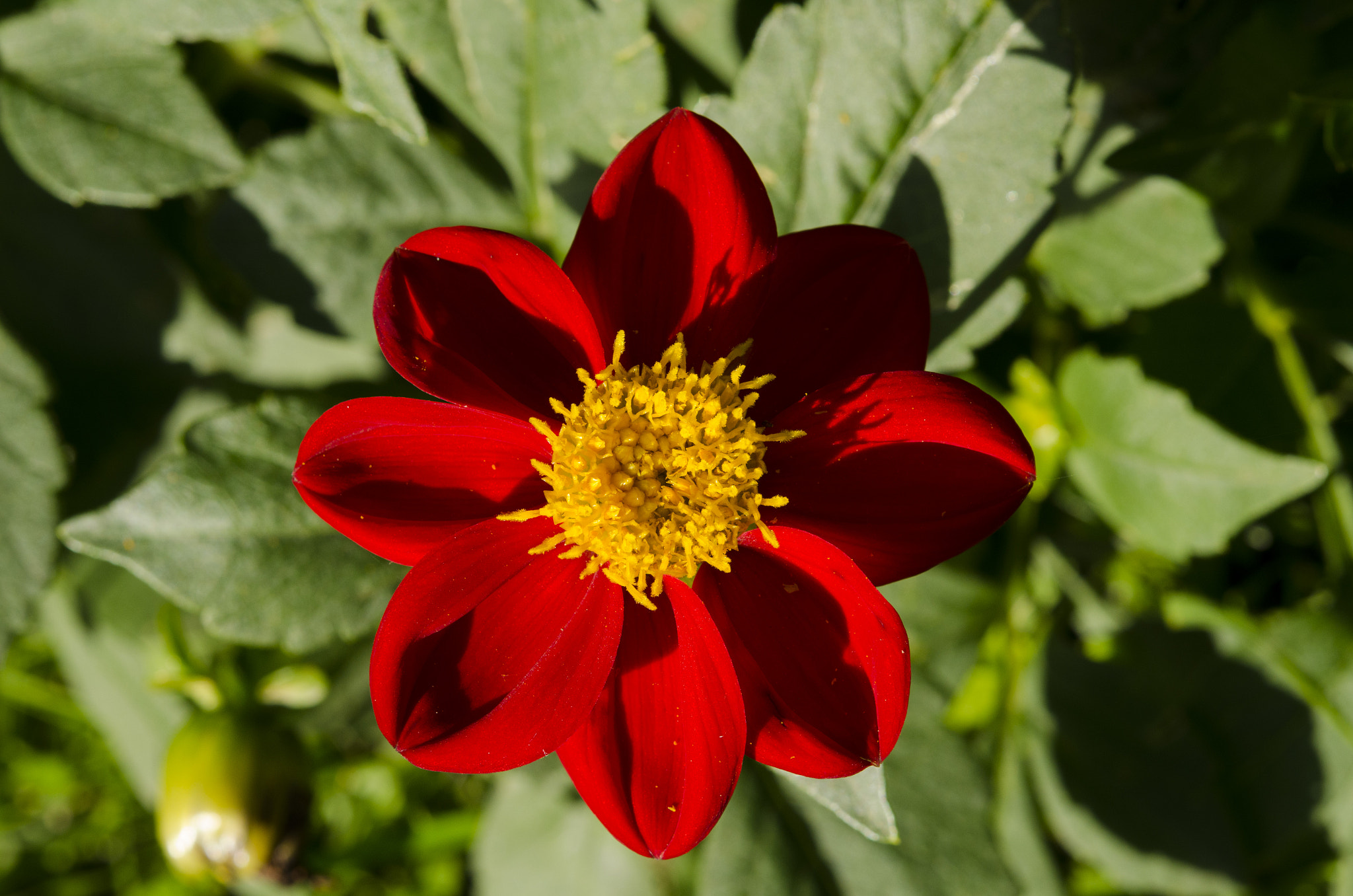 Nikon AF-S Micro-Nikkor 60mm F2.8G ED sample photo. Dalia photography