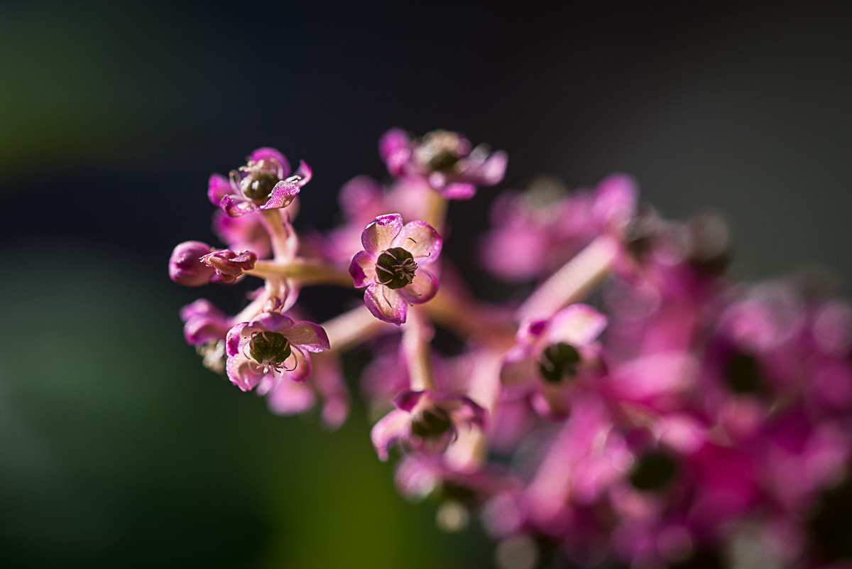 Sigma 150mm F2.8 EX DG OS Macro HSM sample photo. Fleur sauvage photography