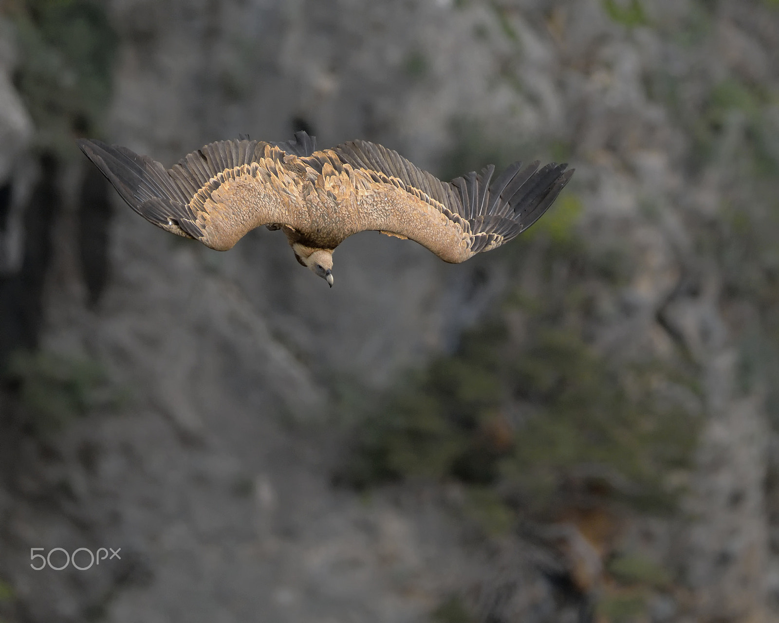 Nikon D7100 + Nikon AF-S Nikkor 500mm F4G ED VR sample photo. Griffon attack photography