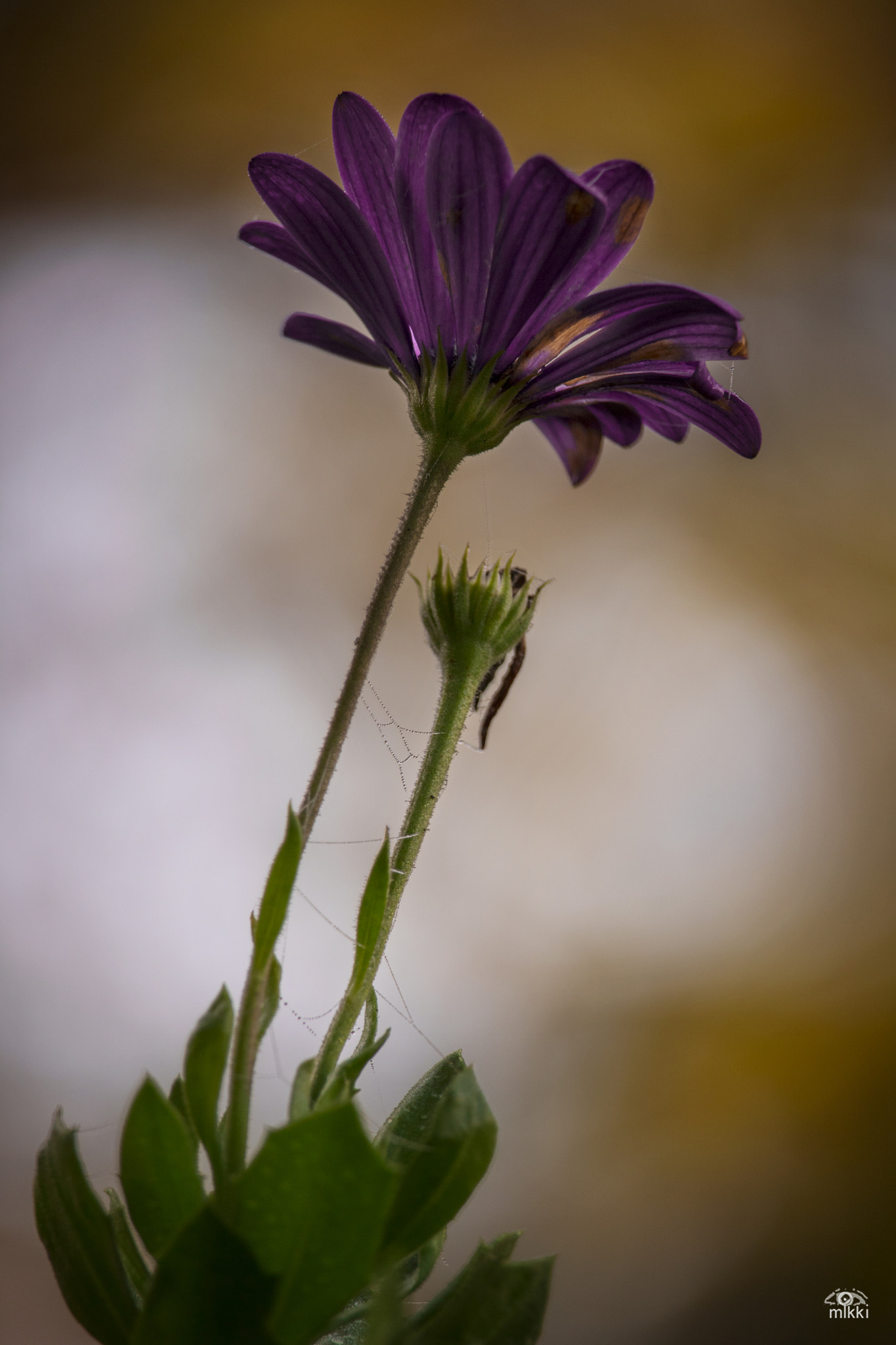 Canon EF-S 55-250mm F4-5.6 IS STM sample photo. Band to bond photography
