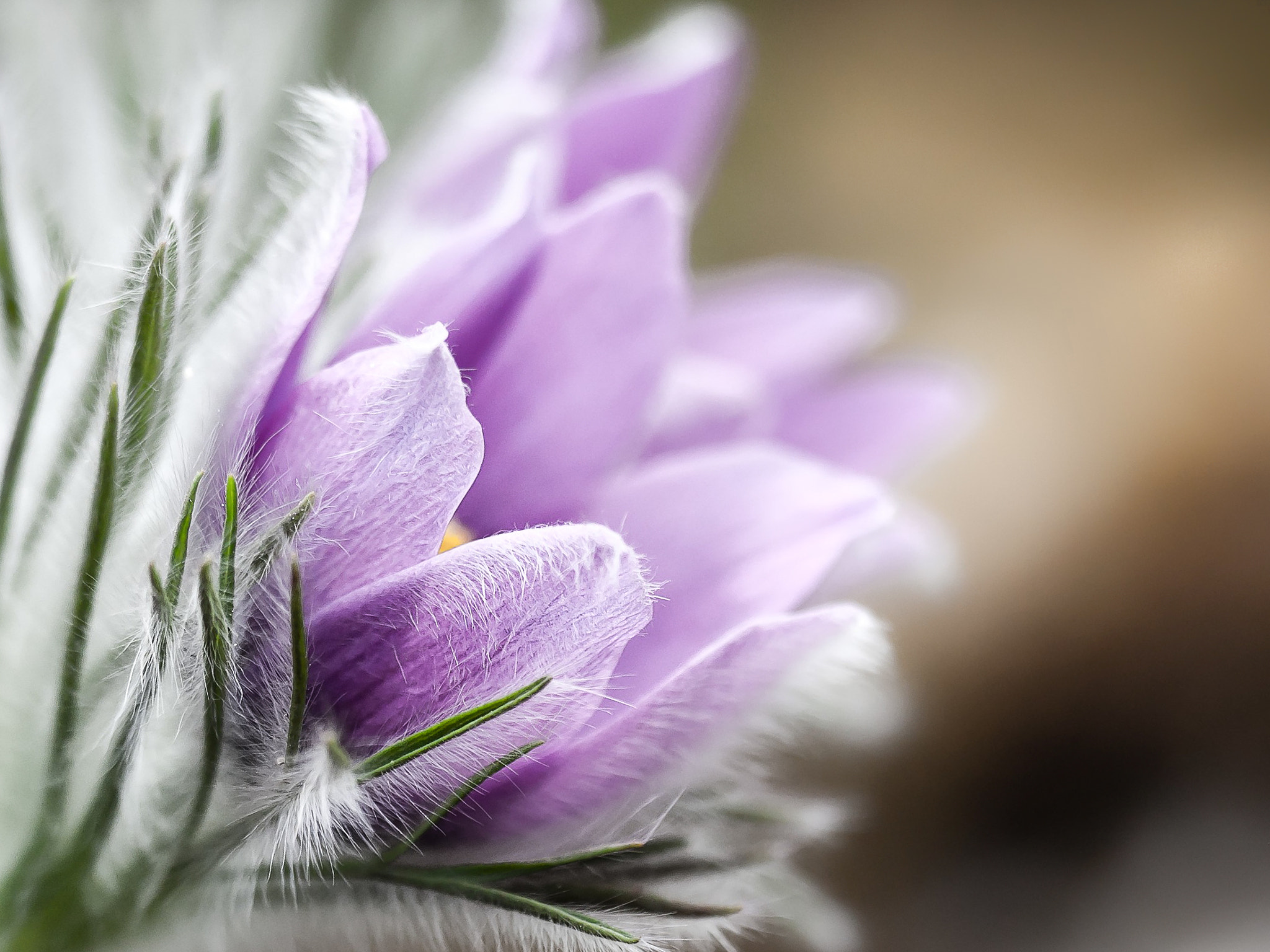 Sigma 150mm F2.8 EX DG OS Macro HSM sample photo. Spring flower photography