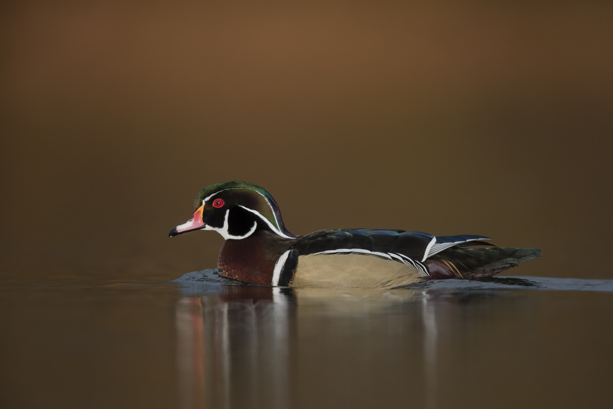 Canon EOS 5DS R + Canon EF 600mm F4L IS II USM sample photo. Wood duck / canard branchu photography