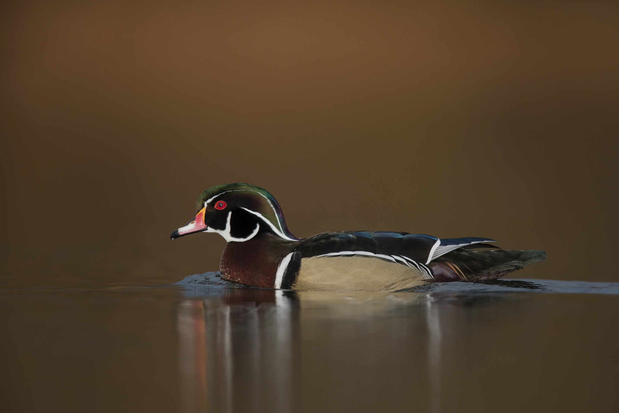 Canon EF 600mm F4L IS II USM sample photo. Wood duck / canard branchu photography