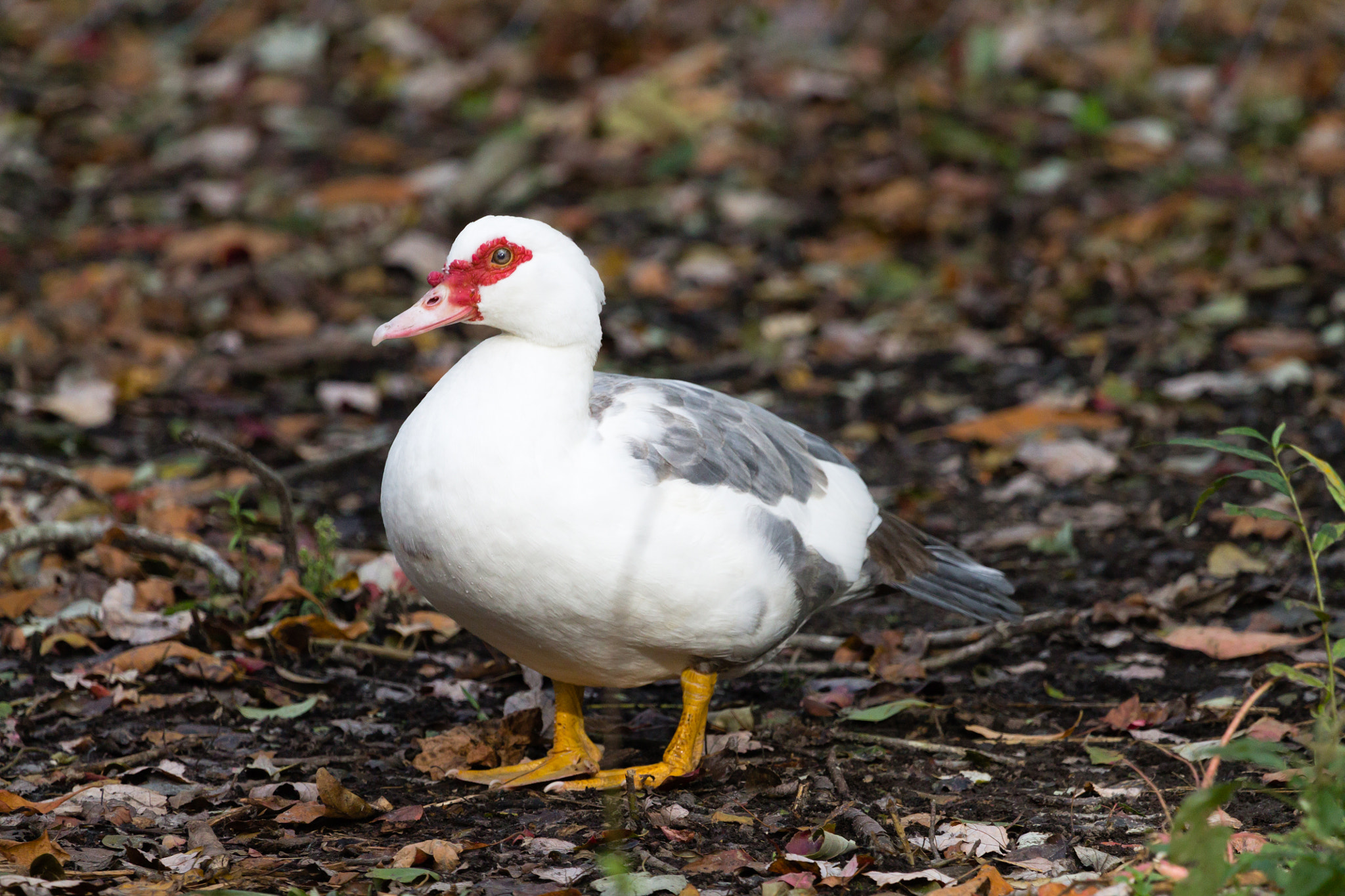 Canon EF 100-400mm F4.5-5.6L IS USM sample photo. Duck photography
