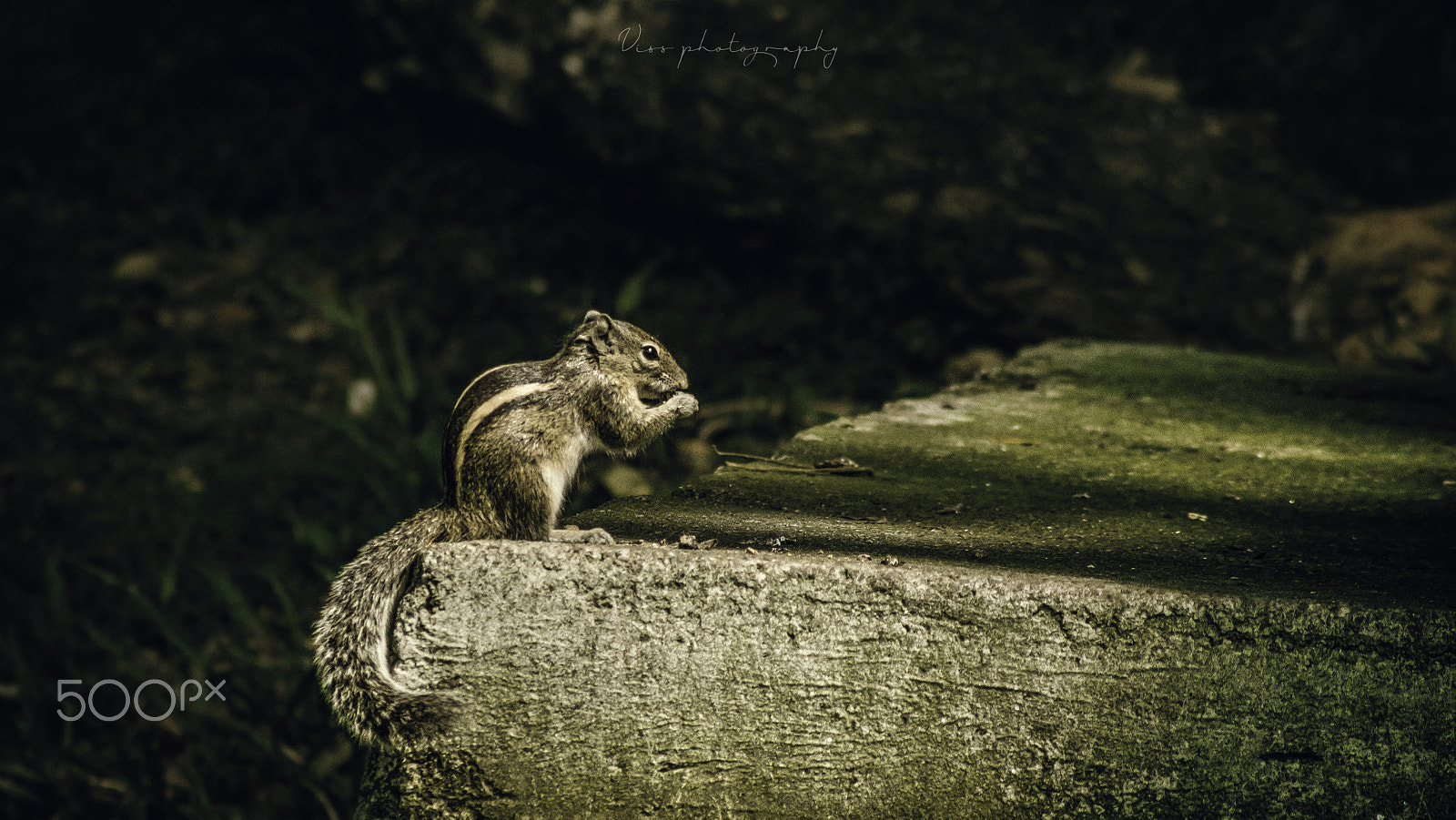 Canon EOS 1300D (EOS Rebel T6 / EOS Kiss X80) sample photo. Squirrel photography