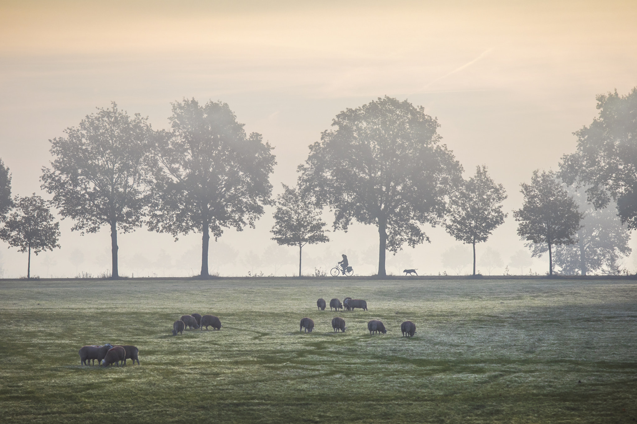 Canon EOS 80D + Canon EF 70-200mm F4L IS USM sample photo. Foggy morning photography