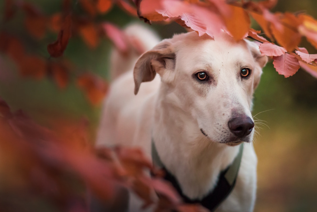 Canon EOS 700D (EOS Rebel T5i / EOS Kiss X7i) + Canon EF 135mm F2L USM sample photo. Autumn lady photography