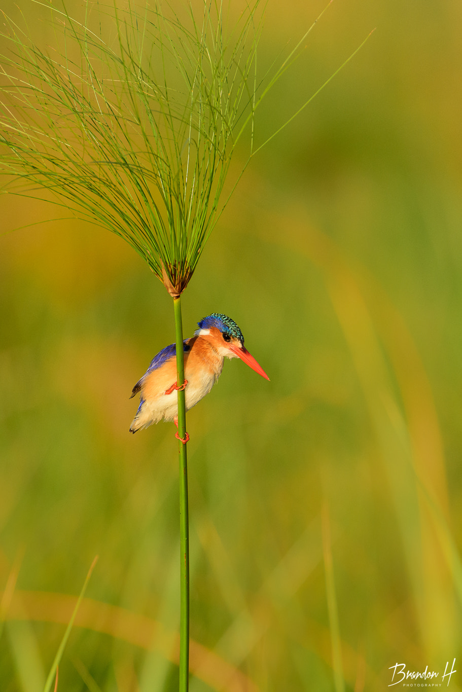 Nikon D810 + Nikon AF-S Nikkor 600mm F4G ED VR sample photo. Malachite kingfisher photography