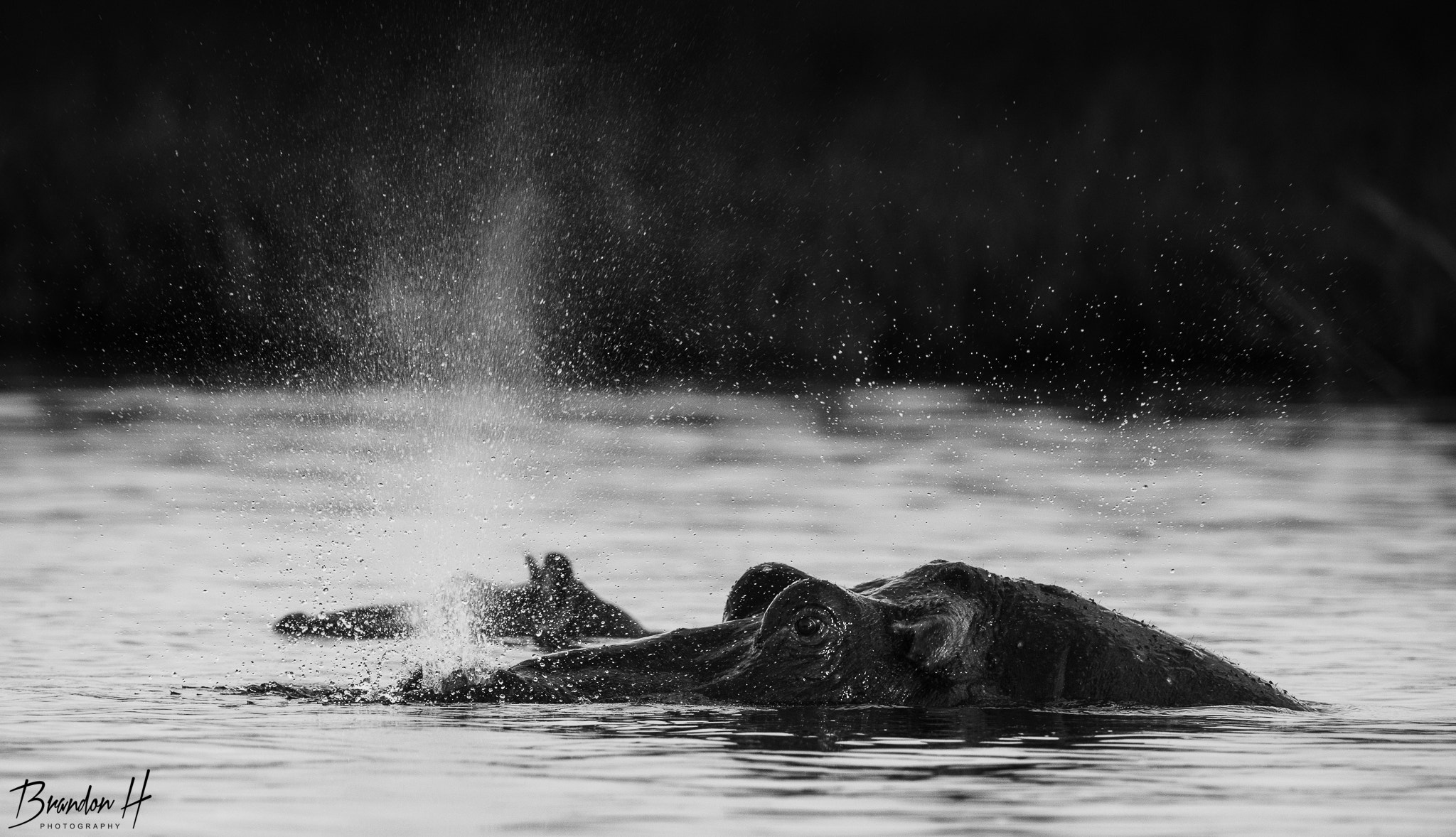 Nikon D810 + Nikon AF-S Nikkor 600mm F4G ED VR sample photo. Hippo spray photography