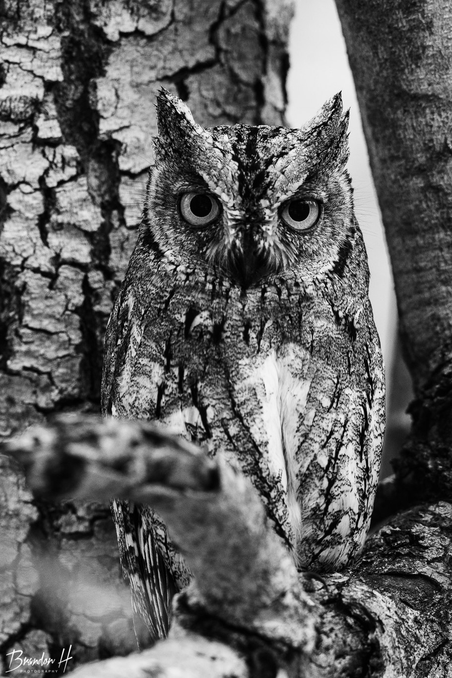 Nikon D810 + Nikon AF-S Nikkor 400mm F2.8G ED VR II sample photo. Scops owl photography