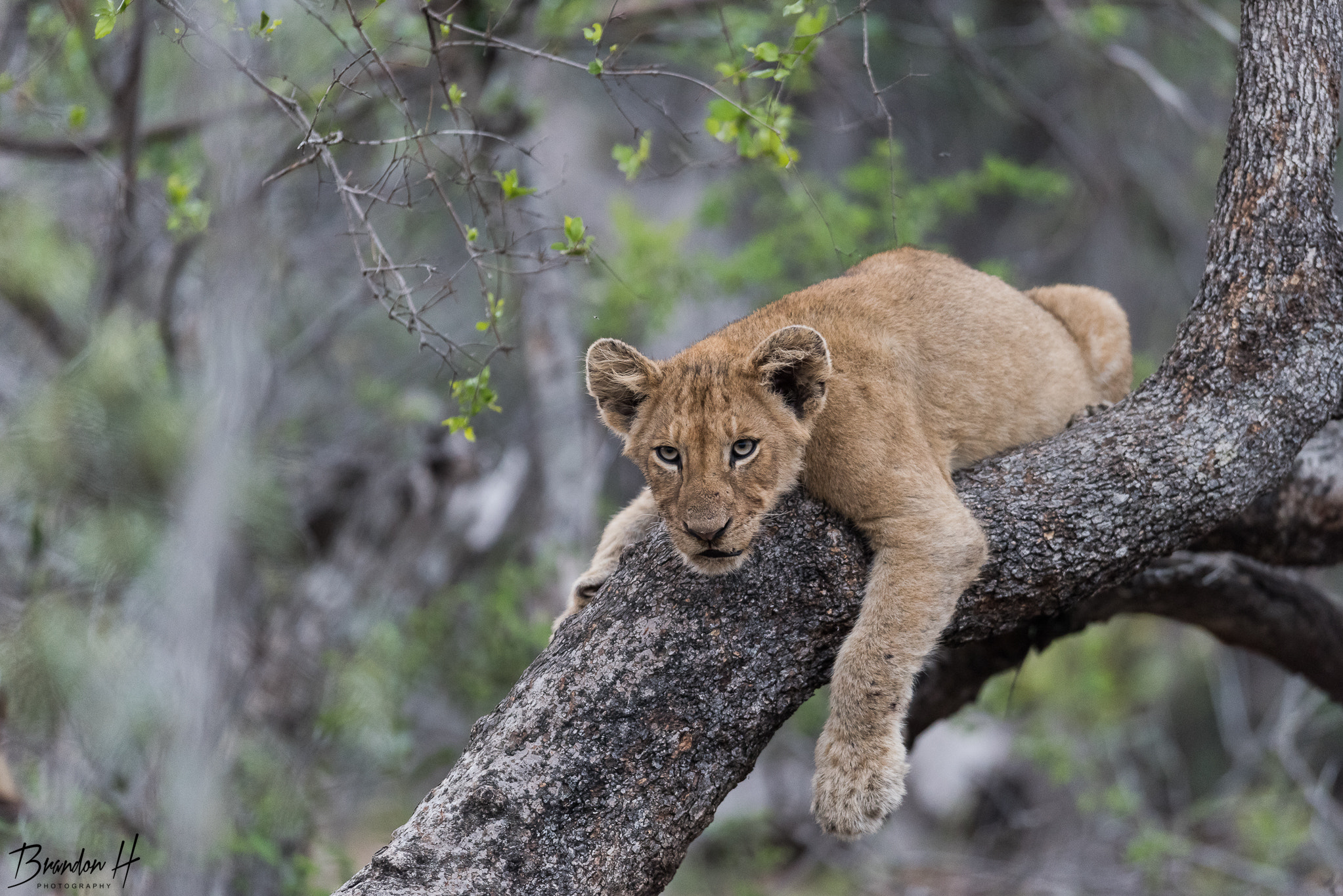 Nikon D810 + Nikon AF-S Nikkor 400mm F2.8G ED VR II sample photo. Tree lion photography