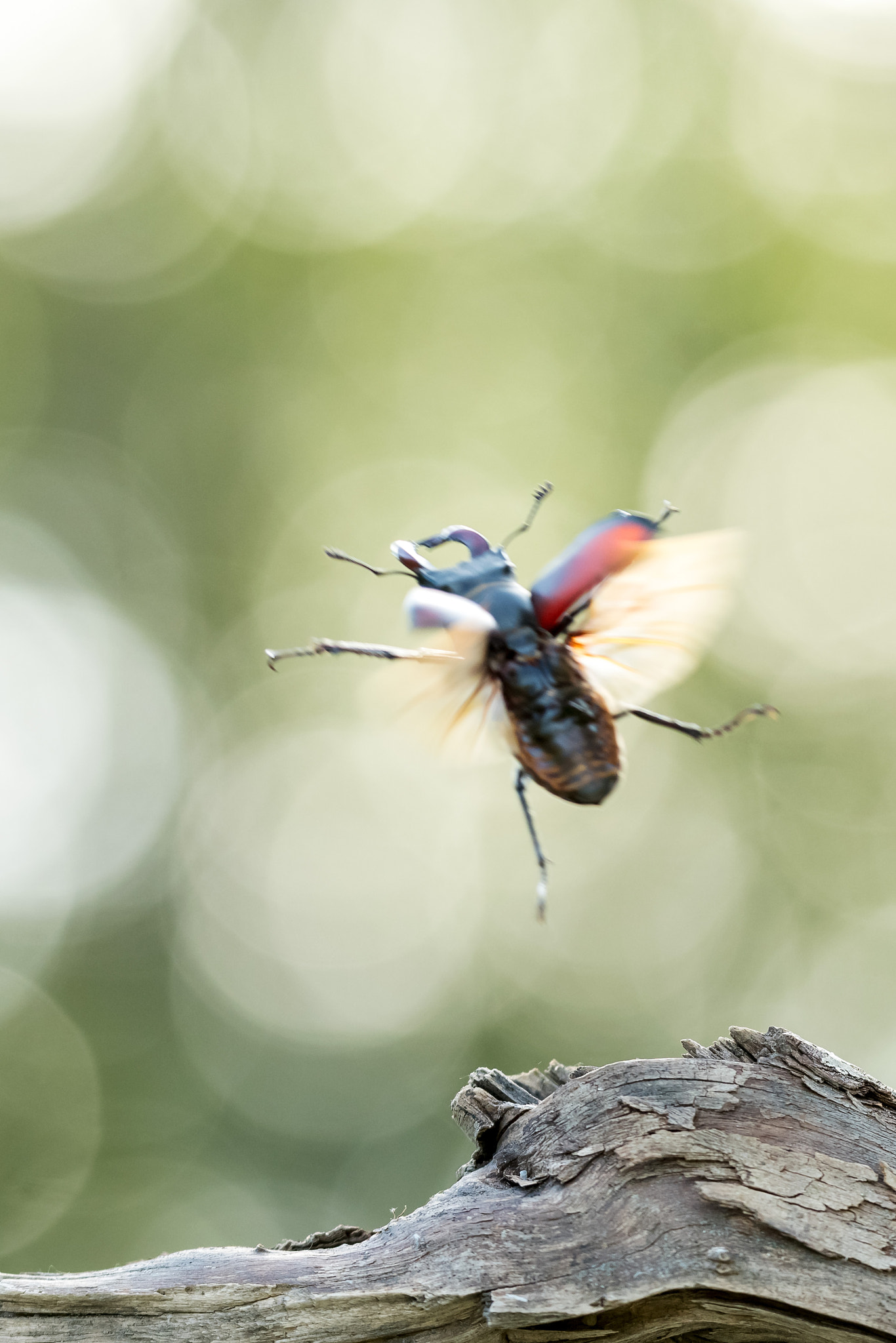 Sigma 150mm F2.8 EX DG OS Macro HSM sample photo. Take off photography