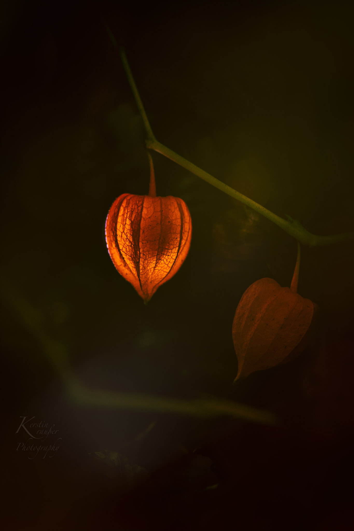 Nikon AF-S Nikkor 70-200mm F2.8G ED VR II sample photo. Ein kleines leuchten... photography