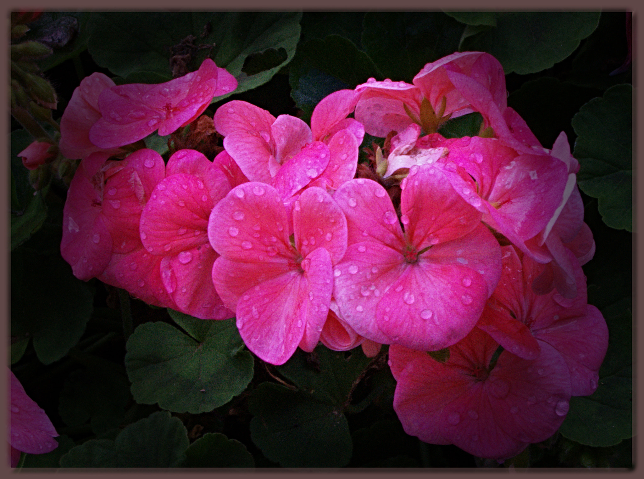 Sony E 55-210mm F4.5-6.3 OSS sample photo. Rain drops photography