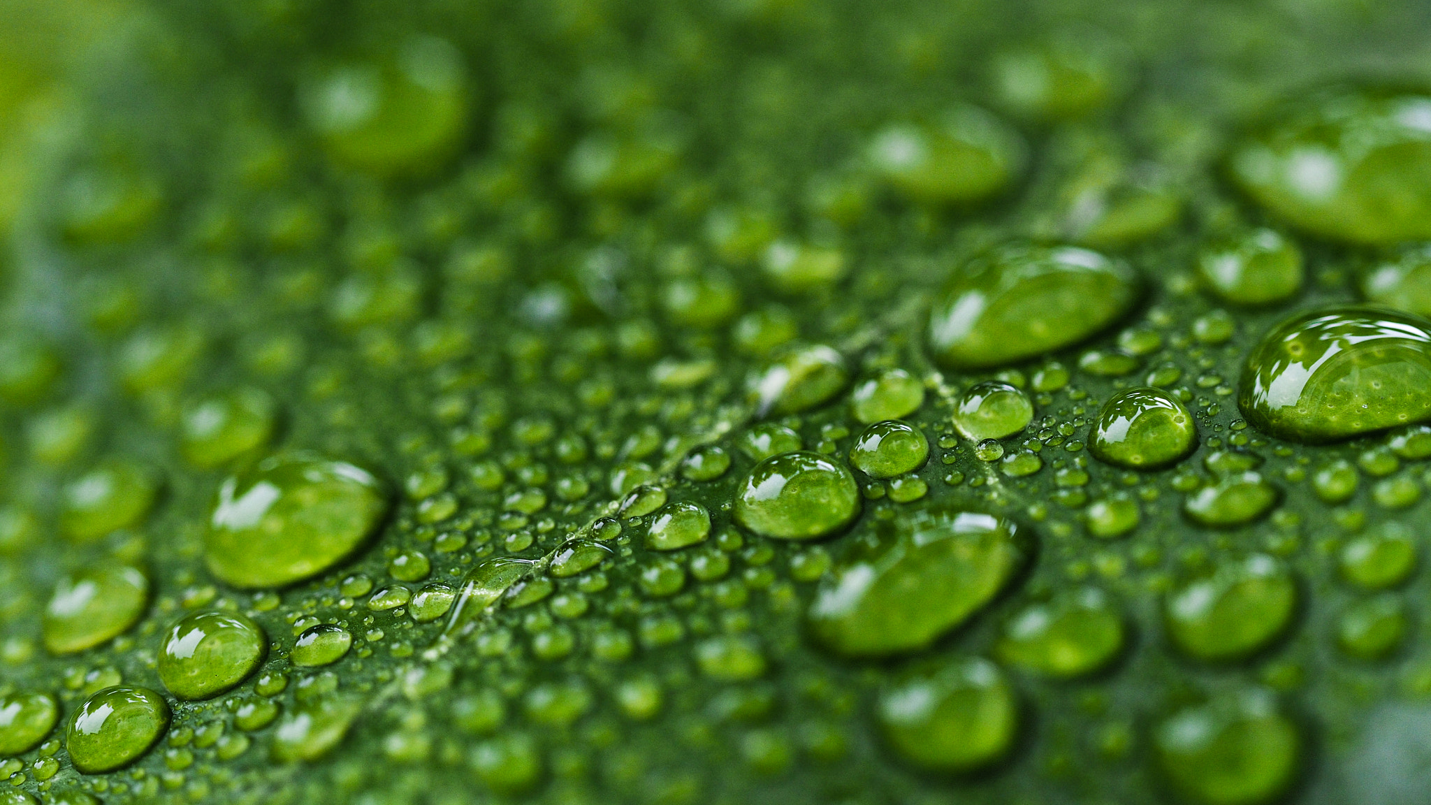 Olympus M.Zuiko Digital ED 60mm F2.8 Macro sample photo. Raindrops on a leave photography