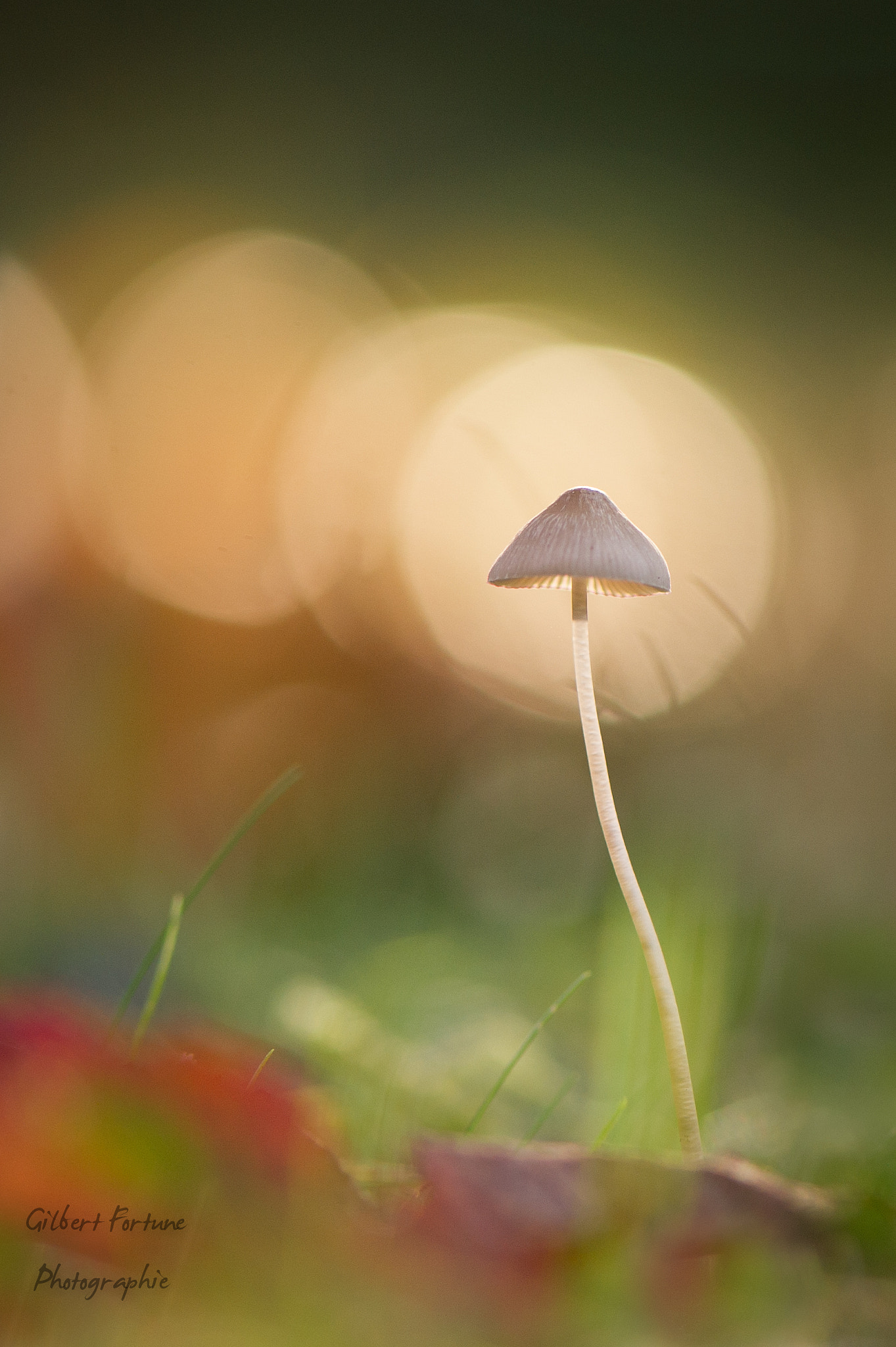 Nikon D3S sample photo. Little mushroom in sunlight photography