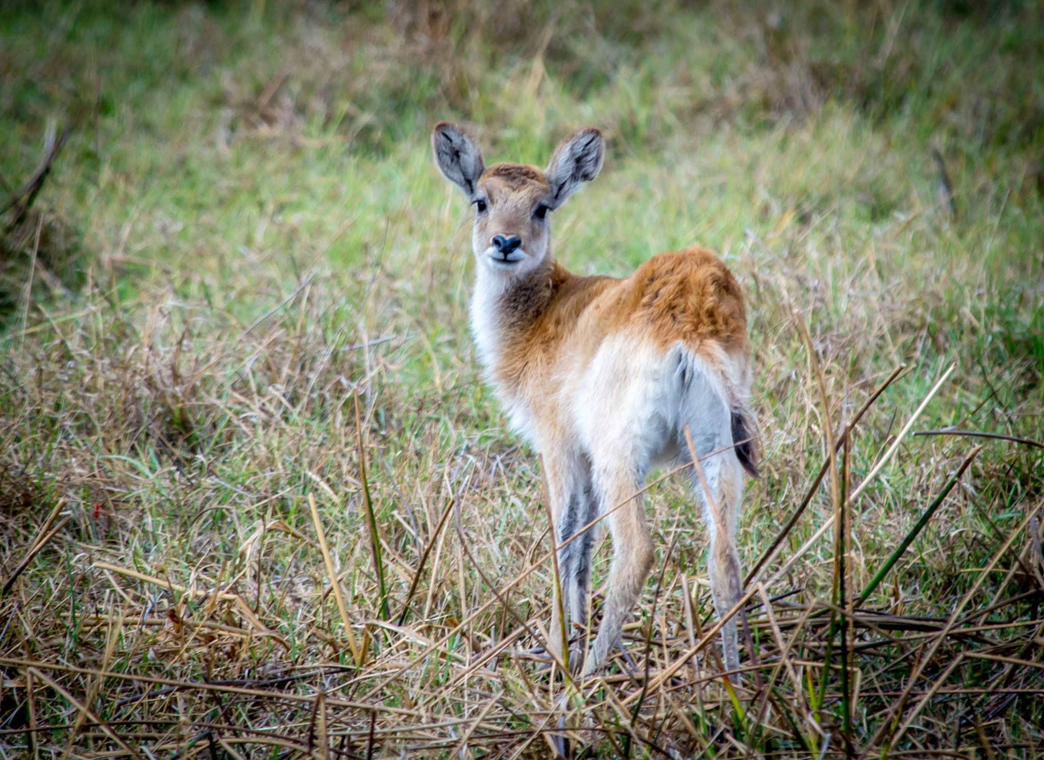 Nikon D600 sample photo. Lechwe baby photography