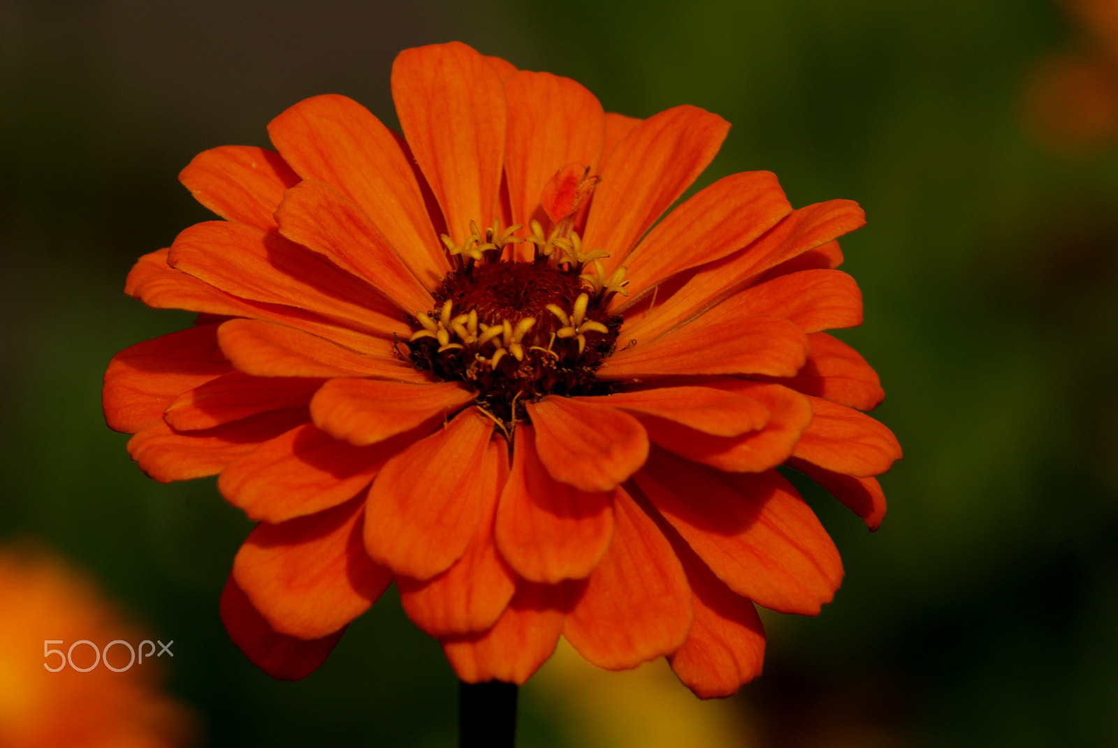 Sony Alpha DSLR-A100 sample photo. Calendula photography