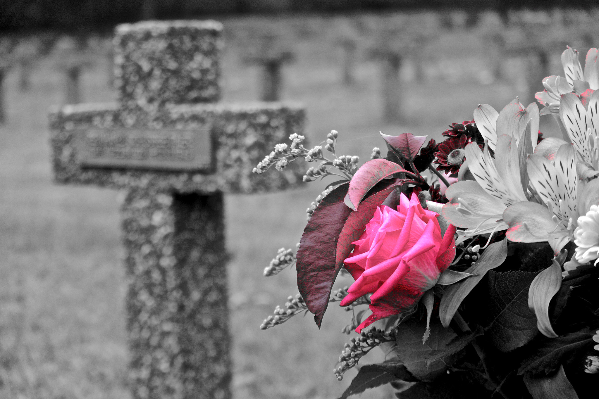 Nikon 1 Nikkor VR 30-110mm F3.8-5.6 sample photo. A flower for you... and you and you... photography