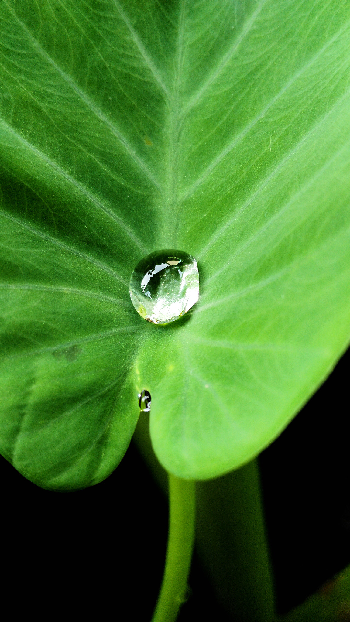 HUAWEI Che1-L04 sample photo. Morning freshness photography