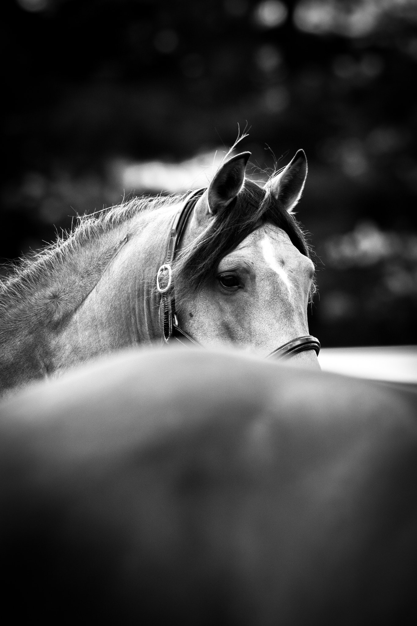 Canon EF 70-200mm F2.8L USM sample photo. Peek photography