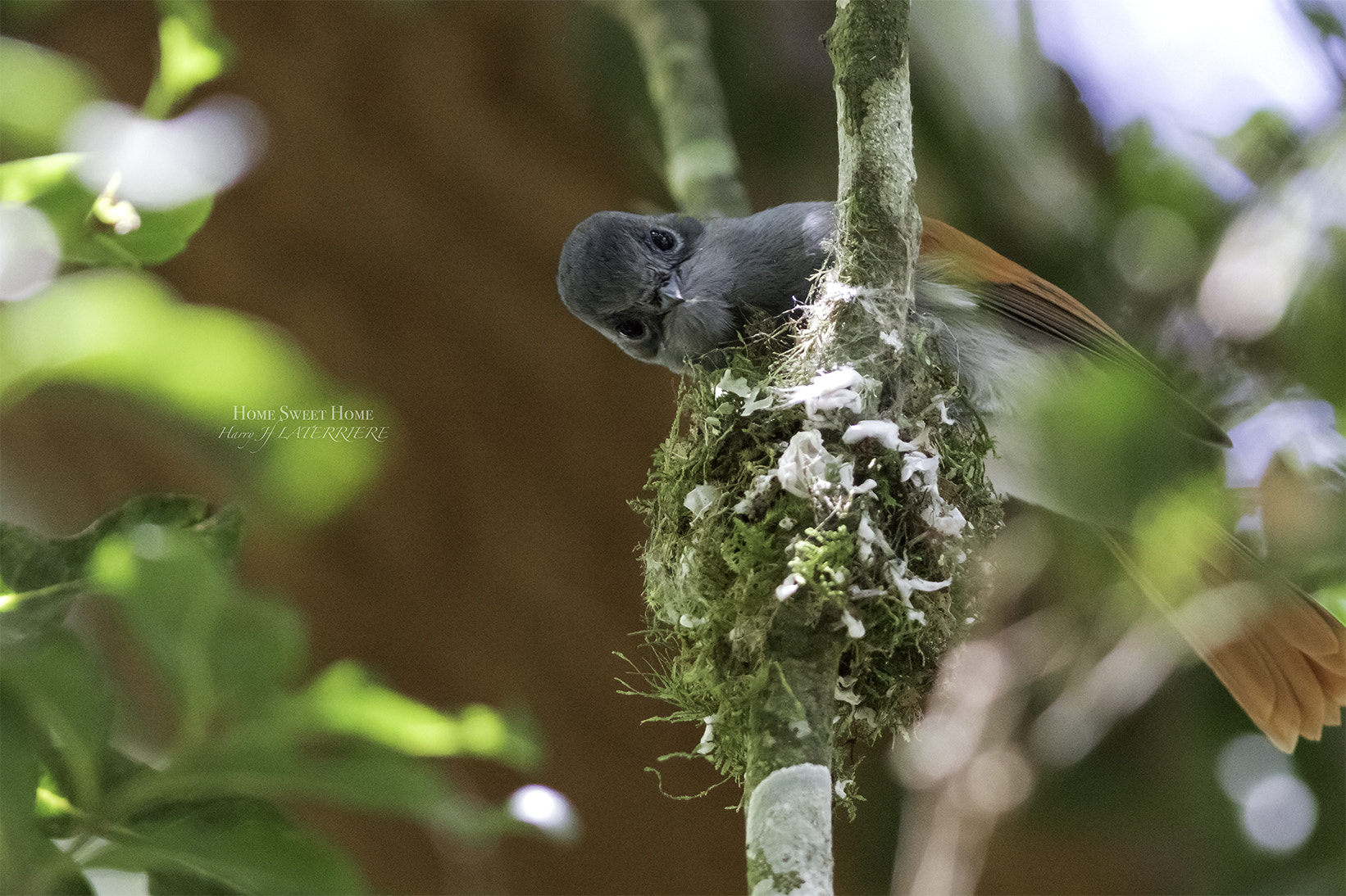 Canon EF 300mm F4L IS USM sample photo. Chakouat photography